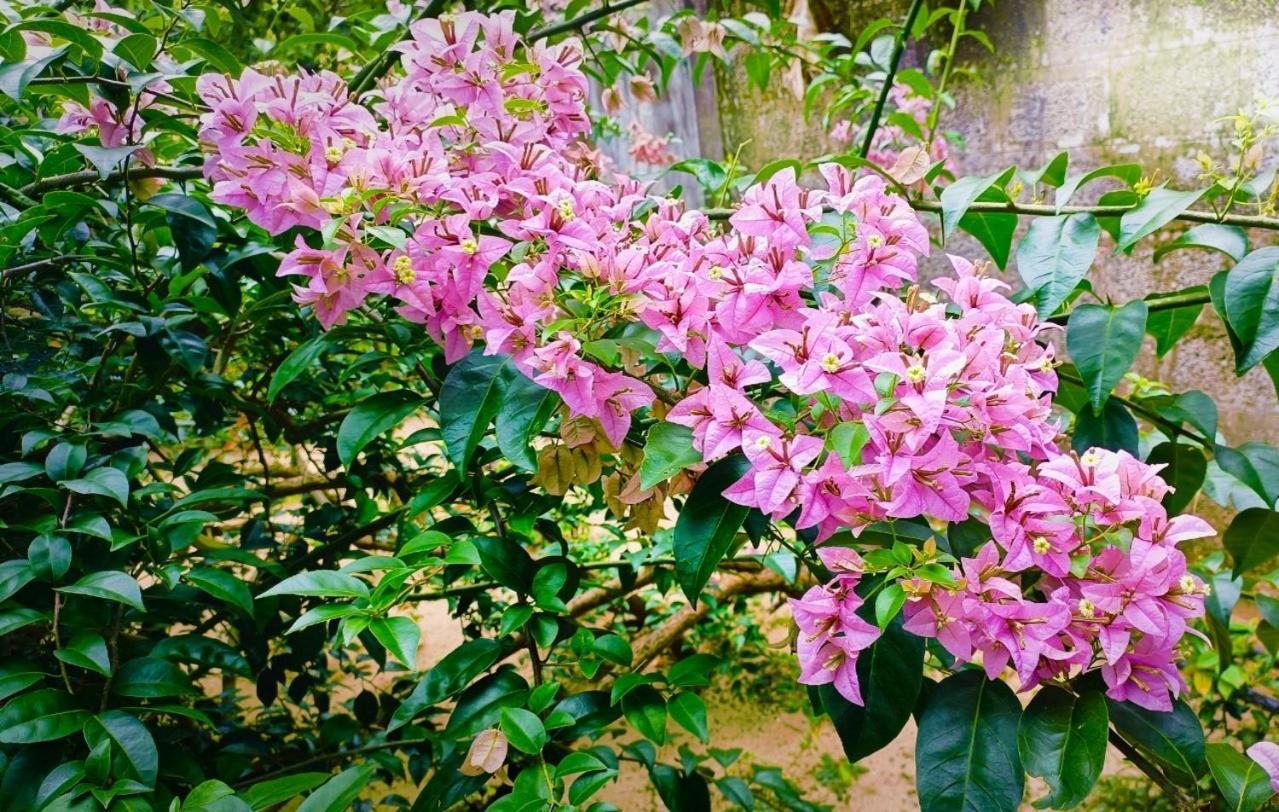 Marari Charlys Homestay Alappuzha Exteriör bild